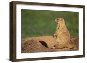 Black-Tailed Prairie Dog-DLILLC-Framed Photographic Print