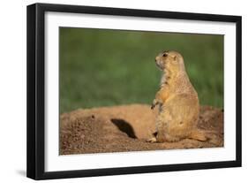 Black-Tailed Prairie Dog-DLILLC-Framed Photographic Print