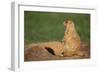 Black-Tailed Prairie Dog-DLILLC-Framed Photographic Print