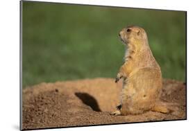 Black-Tailed Prairie Dog-DLILLC-Mounted Photographic Print