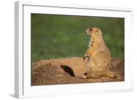 Black-Tailed Prairie Dog-DLILLC-Framed Photographic Print