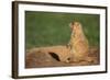 Black-Tailed Prairie Dog-DLILLC-Framed Photographic Print