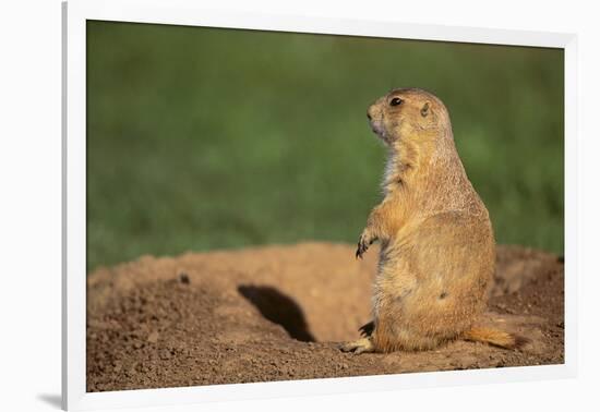 Black-Tailed Prairie Dog-DLILLC-Framed Photographic Print