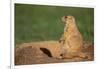 Black-Tailed Prairie Dog-DLILLC-Framed Photographic Print