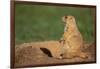 Black-Tailed Prairie Dog-DLILLC-Framed Photographic Print