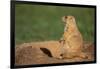 Black-Tailed Prairie Dog-DLILLC-Framed Photographic Print