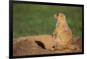 Black-Tailed Prairie Dog-DLILLC-Framed Photographic Print