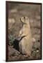 Black-Tailed Prairie Dog-DLILLC-Framed Photographic Print