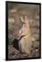 Black-Tailed Prairie Dog-DLILLC-Framed Photographic Print