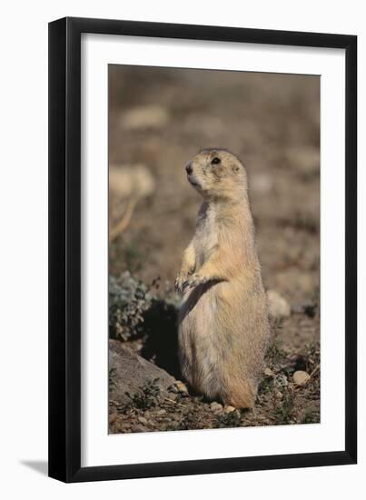 Black-Tailed Prairie Dog-DLILLC-Framed Photographic Print