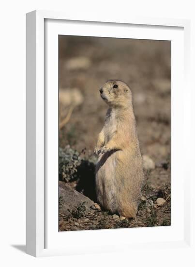 Black-Tailed Prairie Dog-DLILLC-Framed Photographic Print