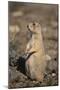 Black-Tailed Prairie Dog-DLILLC-Mounted Photographic Print