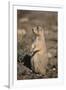 Black-Tailed Prairie Dog-DLILLC-Framed Photographic Print