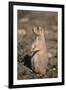 Black-Tailed Prairie Dog-DLILLC-Framed Photographic Print