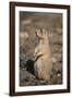 Black-Tailed Prairie Dog-DLILLC-Framed Photographic Print