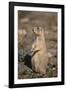 Black-Tailed Prairie Dog-DLILLC-Framed Photographic Print