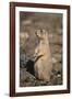 Black-Tailed Prairie Dog-DLILLC-Framed Photographic Print