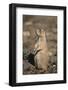 Black-Tailed Prairie Dog-DLILLC-Framed Photographic Print