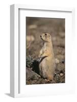 Black-Tailed Prairie Dog-DLILLC-Framed Photographic Print