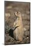 Black-Tailed Prairie Dog-DLILLC-Mounted Photographic Print