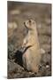 Black-Tailed Prairie Dog-DLILLC-Mounted Photographic Print