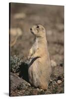 Black-Tailed Prairie Dog-DLILLC-Stretched Canvas