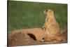 Black-Tailed Prairie Dog-DLILLC-Stretched Canvas