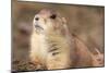 Black-Tailed Prarie Dog (Close-U) Art Poster Print-null-Mounted Poster