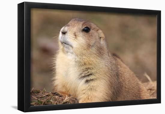 Black-Tailed Prarie Dog (Close-U) Art Poster Print-null-Framed Poster