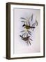 Black-Tailed Whistler (Pachycephala Melanura)-John Gould-Framed Giclee Print