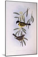 Black-Tailed Whistler (Pachycephala Melanura)-John Gould-Mounted Giclee Print