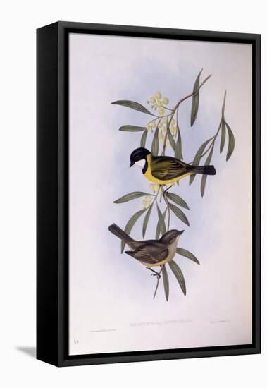 Black-Tailed Whistler (Pachycephala Melanura)-John Gould-Framed Stretched Canvas