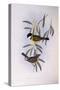 Black-Tailed Whistler (Pachycephala Melanura)-John Gould-Stretched Canvas