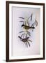 Black-Tailed Whistler (Pachycephala Melanura)-John Gould-Framed Giclee Print