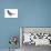 Black Tern (Chlidonias Niger Surinamensis), Birds-Encyclopaedia Britannica-Poster displayed on a wall