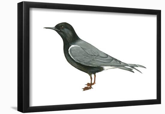 Black Tern (Chlidonias Niger Surinamensis), Birds-Encyclopaedia Britannica-Framed Poster