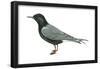 Black Tern (Chlidonias Niger Surinamensis), Birds-Encyclopaedia Britannica-Framed Poster