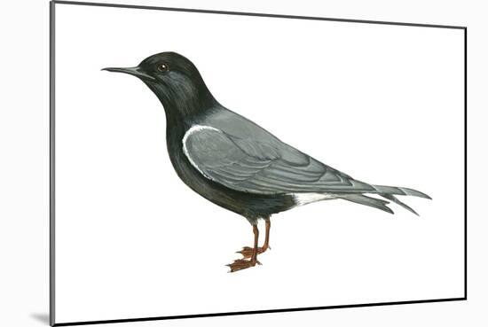 Black Tern (Chlidonias Niger Surinamensis), Birds-Encyclopaedia Britannica-Mounted Poster