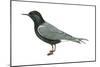 Black Tern (Chlidonias Niger Surinamensis), Birds-Encyclopaedia Britannica-Mounted Poster