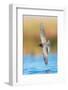 Black tern hunting over water in prairie wetland, Montana, USA-Gerrit Vyn-Framed Photographic Print