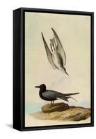 Black Tern-John James Audubon-Framed Stretched Canvas