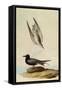 Black Tern-John James Audubon-Framed Stretched Canvas