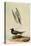 Black Tern-John James Audubon-Stretched Canvas