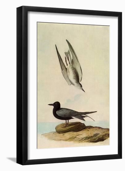 Black Tern-John James Audubon-Framed Giclee Print