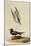 Black Tern-John James Audubon-Mounted Giclee Print