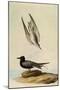 Black Tern-John James Audubon-Mounted Giclee Print