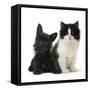 Black Terrier Cross Puppy Age 3 Months, with a Black and White Kitten-Mark Taylor-Framed Stretched Canvas
