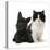 Black Terrier Cross Puppy Age 3 Months, with a Black and White Kitten-Mark Taylor-Stretched Canvas