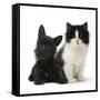 Black Terrier Cross Puppy Age 3 Months, with a Black and White Kitten-Mark Taylor-Framed Stretched Canvas