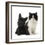 Black Terrier Cross Puppy Age 3 Months, with a Black and White Kitten-Mark Taylor-Framed Premium Photographic Print